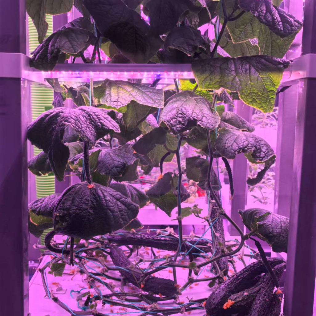 nt China Hydrokultur Grow Box  – обзор и цена Home Automation Systems Diy